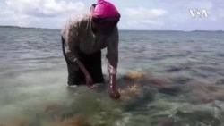 Kenya Seaweed Farming - USAGM