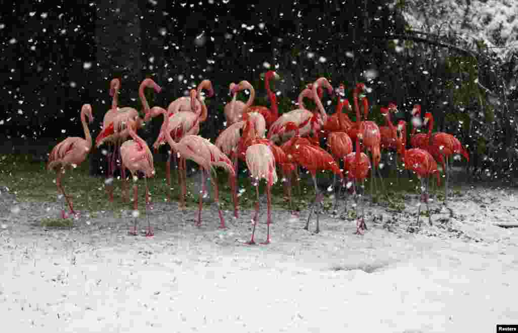 Flamingos stand in their enclosure during snowfall in winter in Jerusalem&#39;s Biblical Zoo.