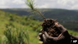 A sapling is held before it is planted inside Nakivale Refugee Settlement in Mbarara, Uganda, on Dec. 5, 2023. Refugees are helping to plant thousands of seedlings in hopes of reforesting the area. (AP Photo/Hajarah Nalwadda)
