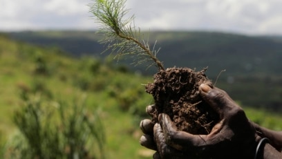 Refugees Once Cut Down Trees in Uganda, Now They Work to Plant Them