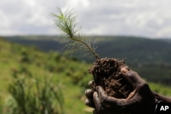 FILE - A sapling is held before it is planted inside Nakivale Refugee Settlement in Mbarara, Uganda, on December 5, 2023.