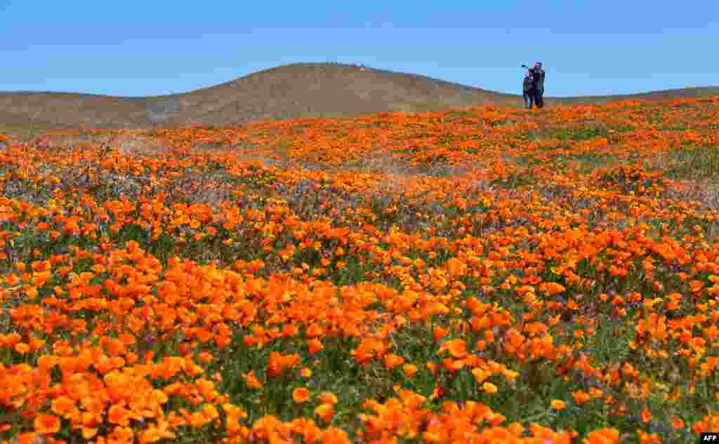 People visit poppy fields at the Antelope Valley Poppy Reserve in Lancaster, California, April 21, 2019.