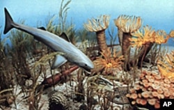 The Ocean in Devonian times: Is the past a prologue in biodiversity collapse?