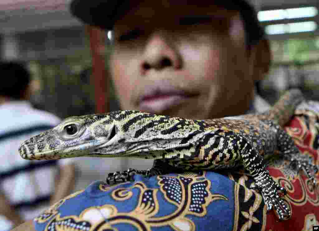 Seorang petugas kebun binatang Surabaya memperlihatkan anak komodo kepada para fotografer.