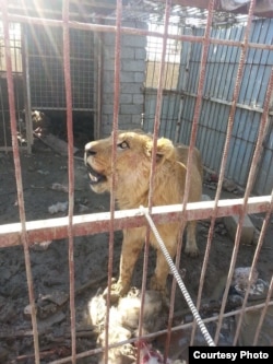The surviving lion of Mosul’s Murur Park Zoo, Feb. 2, 2017.<br> (Credit: Kurdistan Organization of Animal Rights Protection)