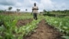 Ruphin Kinanga, jeune producteur agricole demande plus de soutien de l'Etat, au Congo-Brazzaville, le 14 août 2021. (VOA/Arsène Séverin)