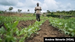 Ruphin Kinanga, jeune producteur agricole demande plus de soutien de l'Etat, au Congo-Brazzaville, le 14 août 2021. (VOA/Arsène Séverin)