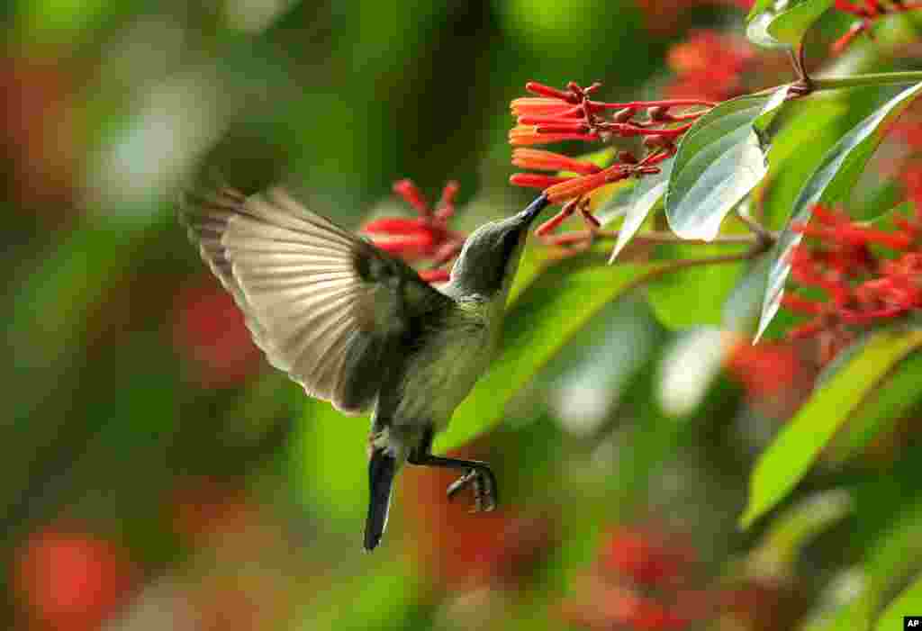 A female purple Sunbird sucks nectar from a flower at a garden in Allahabad, India.