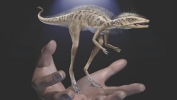 Quiz - Study Suggests Dinosaurs May have Started as Very Small Creatures