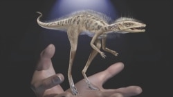 This illustration provided by the American Museum of Natural History in July 2020 depicts a Kongonaphon kely, a newly described reptile near the ancestry of dinosaurs and pterosaurs, shown to scale with human hands.