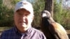 Don Hervig with one of his Harris’ hawks. One of the easiest raptors to train and the most social, they are now the most popular hawks in falconry in the West. (M. Osborne/VOA)
