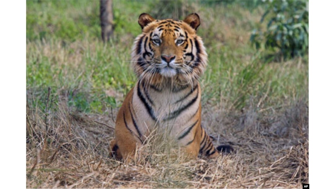FILE - A rescued Royal Bengal Tiger rests inside South Kahayar Bari tiger rescue center at Jaldapara Wildlife Sanctuary, about 160 km (99 miles) north of the eastern city of Siliguri, India, February 2010.