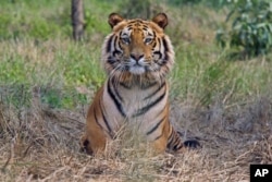 FILE - A rescued Royal Bengal Tiger rests inside South Kahayar Bari tiger rescue center at Jaldapara Wildlife Sanctuary, about 160 km (99 miles) north of the eastern city of Siliguri, India, February 2010.