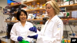 UC Berkeley scientists Jennifer Doudna, right, and her lab manager, Kai Hong, work with revolutionary technology that lets scientists learn to rewrite genetic code, Berkeley, Calif., June 20, 2014.