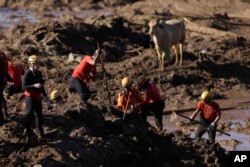 브라질 미나스 제라이스주 브루마지뉴 지역에서 댐이 붕괴하는 사고가 발생한 후 구조대원들이 지난달 28일 시신 수색작업을 하고 있다.
