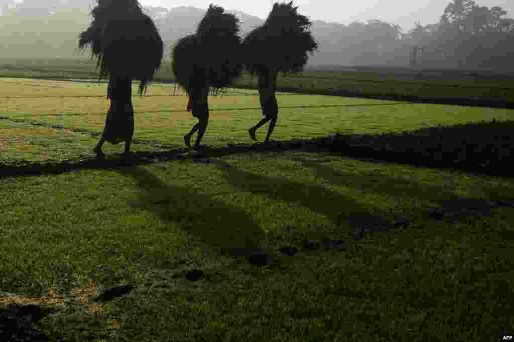 Farmers carry paddy crop after harvesting a field on the outskirts of Kolkata, India.