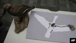 A recently discovered fossil of the “Vegavis Iaai” bird that lived in Antarctica’s Vega Island more than 70 million years ago is placed on silhouette and a model of the bird, on a desk before a conference in Buenos Aires, Argentina, Oct. 12, 2016.