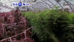 VOA60 America - Ohio votes 'no' to marijuana legalization