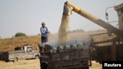A Syrian man stands on a truck that's being filled with wheat in a field in Maarshamsha, Idlib countryside, May 31, 2015.