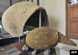 FILE - Cangkang dan replika glyptodont ditemukan di dekat Padilla, Bolivia tenggara, 19 September 2014. (Aizar Raldes / AFP)