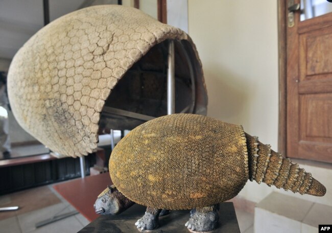 FILE - Cangkang dan replika glyptodont ditemukan di dekat Padilla, Bolivia tenggara, 19 September 2014. (Aizar Raldes / AFP)