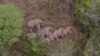 Wild Asian elephants lie on the ground and rest in Jinning district of Kunming, Yunnan province, China June 7, 2021. 
