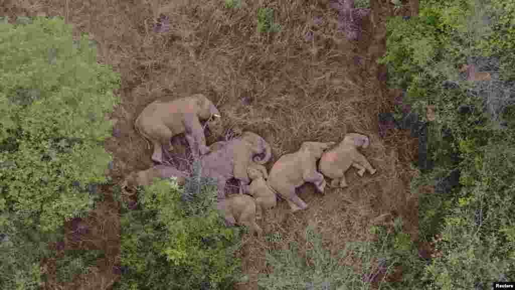 Wild Asian elephants rest in Jinning district of Kunming, Yunnan province, China.&nbsp;A herd of 15 wild elephants has trekked hundreds of kilometers after leaving their forest habitat in Xishuangbanna National Nature Reserve, according to local media. (Credit: China Daily)