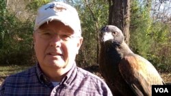 Don Hervig with one of his Harris’ hawks. One of the easiest raptors to train and the most social, they are now the most popular hawks in falconry in the West. (M. Osborne/VOA)