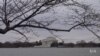 Washington's Famous Cherry Trees Blossoming Soon