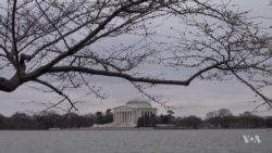 Washington's Famous Cherry Trees Blossoming Soon