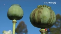 အင်္ဂ ါနေ့မြန်မာတီဗွီသတင်းများ