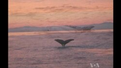Whale Sightings Break Record in Southern California