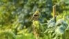 When Feeding Birds, Think Safety and Health