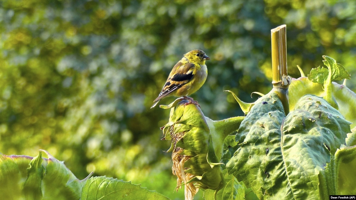 When Feeding Birds Think Safety And Health