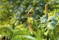 Here, a goldfinch sits on a sunflower near a window bird feeder. Birds are more likely to come to bird feeders if there is some protection nearby. (AP Photo)