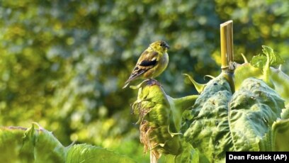 When Feeding Birds Think Safety And Health