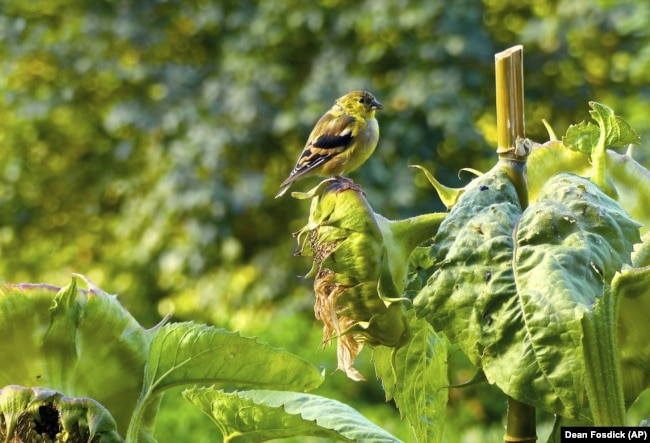 A goldfinch sits on a seed-filled sunflower head just a few feet from a window bird feeder. Birds are more likely to come to bird feeders if there is some cover nearby.