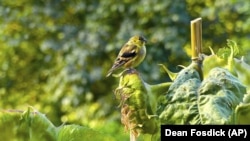 A goldfinch sits on a seed-filled sunflower head just a few feet from a window bird feeder. Birds are more likely to come to bird feeders if there is some cover nearby. 