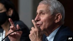 Dr. Anthony Fauci, director of the National Institute of Allergy and Infectious Diseases, speaks during a Senate Health, Education, Labor, and Pensions Committee hearing on Capitol Hill, Nov. 4, 2021, in Washington. 