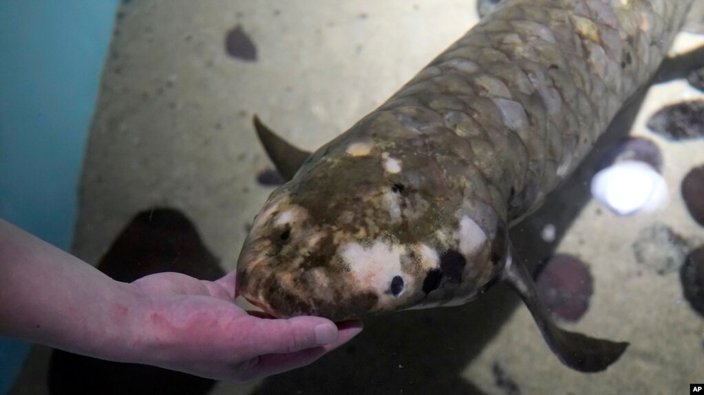 Senior biologist Allan Jan feeds Methuselah, a 4-foot-long, 40-pound Australian lungfish that was brought to the California Academy of Sciences in 1938 from Australia, in its tank in San Francisco, Monday, Jan. 24, 2022. (AP Photo/Jeff Chiu)