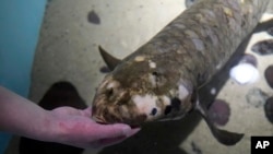 Senior biologist Allan Jan feeds Methuselah, a 4-foot-long, 40-pound Australian lungfish that was brought to the California Academy of Sciences in 1938 from Australia, in its tank in San Francisco, Monday, Jan. 24, 2022. (AP Photo/Jeff Chiu)