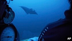 A manta ray swims near the submersible during a dive off the coast of the island of St. Joseph in the Seychelles, Monday April 8, 2019. For more than a month researchers from Nekton, a British-led scientific research charity, have been exploring deep below the waves to document c