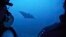 The color blue has been linked to feelings of calmness and peace -- and also sorrow. Here, a manta ray swims off the coast of the island of St. Joseph in the Seychelles, Monday April 8, 2019.(AP Photo/David Keyton)