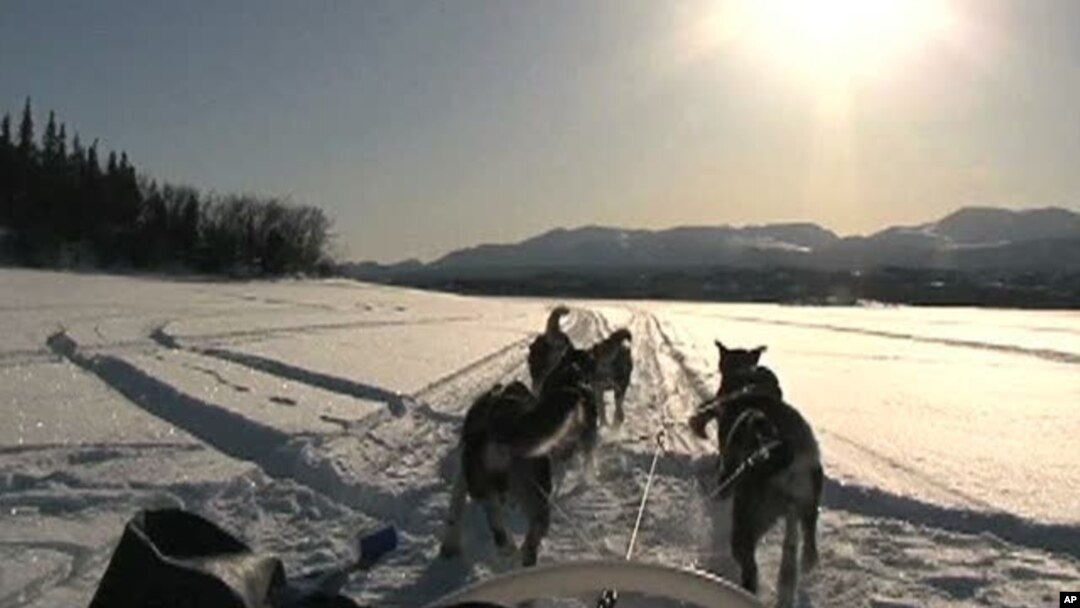 Why Is Dog Sledding So Expensive