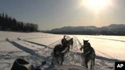 A dog sled in Yukon Territory, Canada