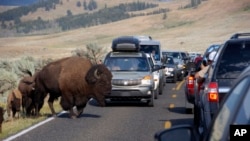 Un bisonte bloquea el tráfico de turistas en el Lamar Valley en el Parque Nacional Yellowstone, en Wyoming. Foto de archvio, 3 de agosto de 2016.