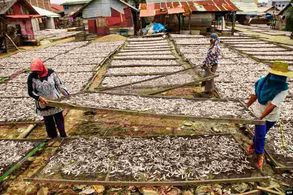 Workers drying anchovies at a fishing village in Lhokseumawe, Aceh, Indonesia. Marine life in tropical waters declines when annual average sea temperature rises above 20 to 25 degree, a study found.