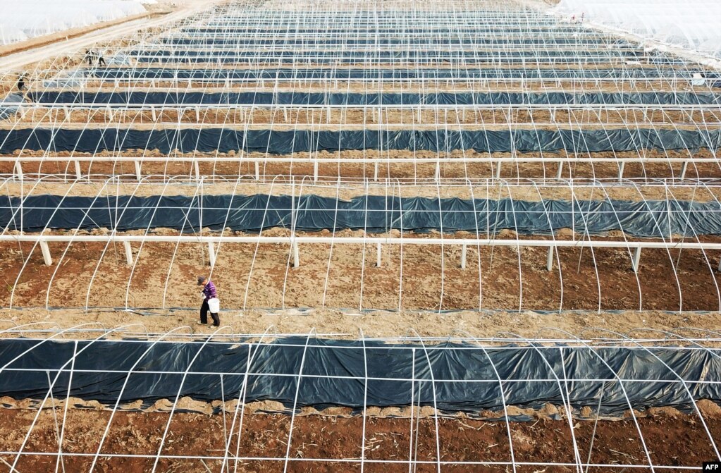 중국 동부 강소성 롄윈강에서 한 농부가 온실 사이를 걷고 있다.
