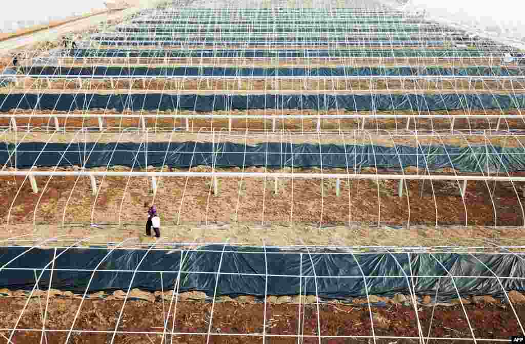 A Chinese worker walks between rows of greenhouses at a site in Lianyungang in China's eastern Jiangsu province.