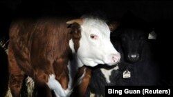 Sapi persilangan Angus terlihat di ladang jagung dan kedelai Roger Hadley di Woodburn, Indiana, AS, 16 Oktober 2020. (Foto: REUTERS/Bing Guan)